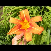 Hemerocallis Fulva (fam. Liliacees) (Europe meridionale) (1)